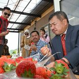 インドネシア・ガルト県知事が来県　いちご園など視察　鹿沼