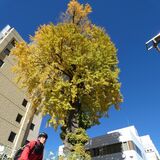 宇都宮の「大いちょう」今年も鮮やかに　「戦争生き抜いたシンボル」