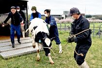 大田原で牛の放牧