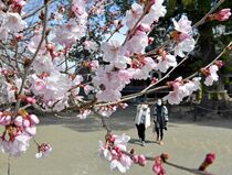 寒桜が終盤迎える 足利