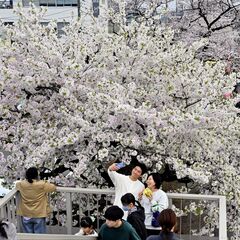 栃木県内桜便り2026　新川桜並木（宇都宮）　沿道で祭り、屋台が軒連ねる