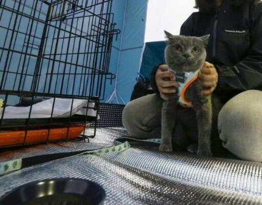 　ペット同伴避難所の体育館に設置されたテント＝２０２２年、福島市