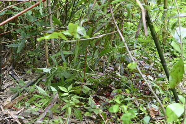 男性がクマと遭遇した現場付近