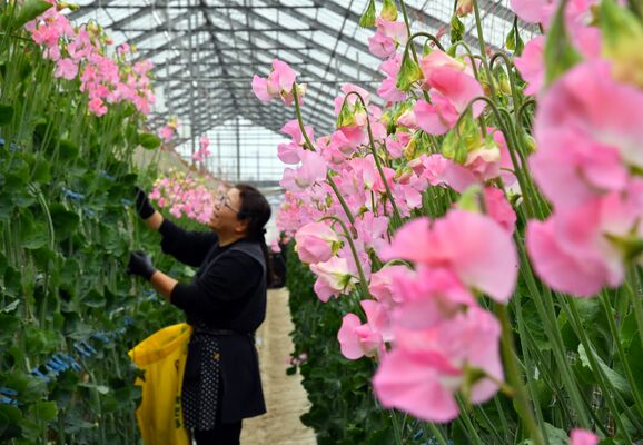 淡く染まり、出荷のシーズンを迎えたスイートピー＝午後２時45分、上三川町下神主