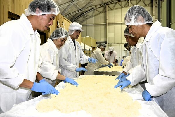 蒸した米を手でほぐしながら冷ます作業を体験する見学者たち＝鹿沼市