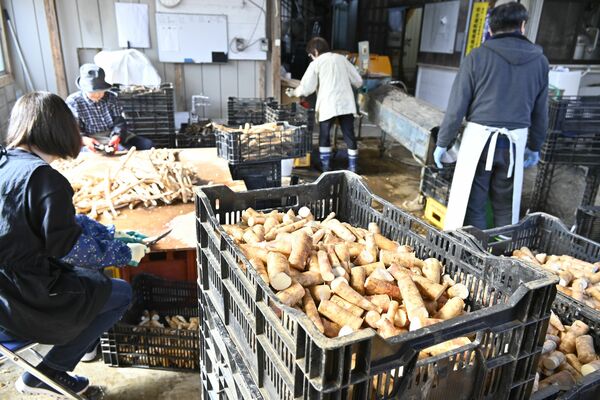 キャッサバ（手前）を使った焼酎の製造が進む白相酒造＝那珂川町小川