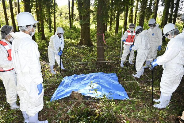 アフリカ豚熱発生を想定した演習で、電気柵を設置する参加者＝30日、宇都宮市