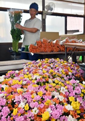 出荷のピークを迎えた色とりどりのスプレーマム＝18日午前８時５分、塩谷町大宮