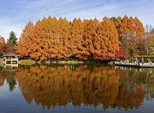 紅葉の見頃を迎えた県中央公園のメタセコイア＝24日午後０時15分、宇都宮市睦町