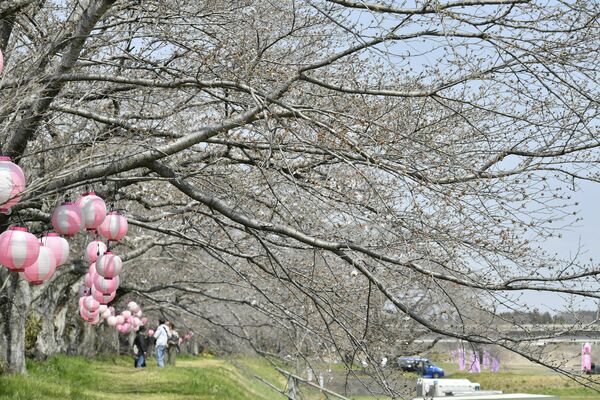 栃木市・金崎の桜堤は二分咲き程度=2日午前
