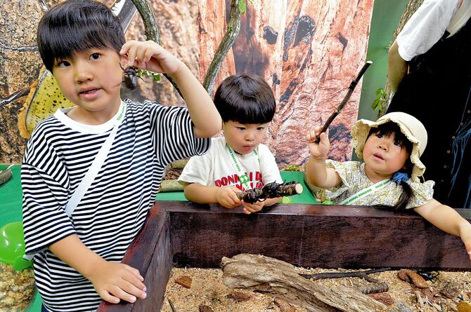 カブトムシやノコギリクワガタに夢中の子どもたち