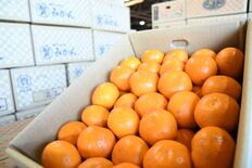 宇都宮、ミカン支出日本一なぜ？　“量より品質”の地域シェア