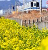 黄色く春の装い　菜の花が見頃　足利の東武伊勢崎線沿線【動画】