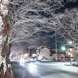 「美しすぎる桜並木」で春の一大イベント　鹿沼で４月６日、開催前にライト…
