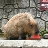 カピバラがスイカ早食い競争　那須どうぶつ王国など全国５カ所で「カピリン…