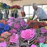 冬に彩り 葉ボタン出荷大詰め 「笑顔で年末年始を」高根沢