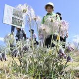 綿毛なびかせ春告げる　塩谷でオキナグサ見頃