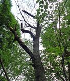 クビアカツヤカミキリ被害急増　栃木県営みかも山公園　サクラやモモに被害