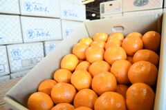 宇都宮、ミカン支出日本一なぜ？　“量より品質”の地域シェア