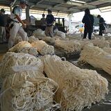 特産品「かんぴょう」入札　猛暑でも品質良好　下野