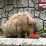 カピバラがスイカ早食い競争　那須どうぶつ王国など全国５カ所で「カピリンピック」