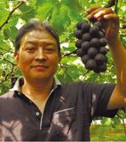 食べやすく高い糖度　JAしもつけのブドウ