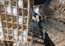 今年最初の繭作り　小山