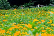 キバナコスモス見頃