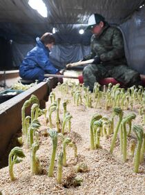 山ウドが収穫期迎える　大田原