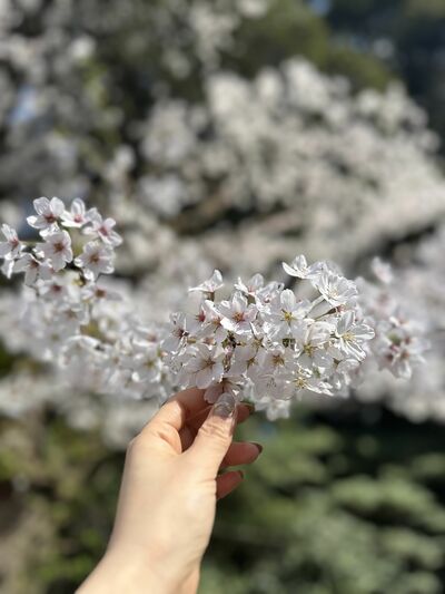 なにかと思い出深い春