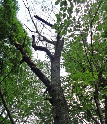 上部の枝や葉が枯れてしまった樹木。クビアカツヤカミキリの被害とみられる（みかも山公園管理事務所提供）