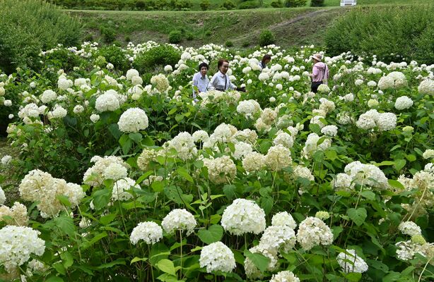 見頃を迎えた白いアジサイの「アナベル」