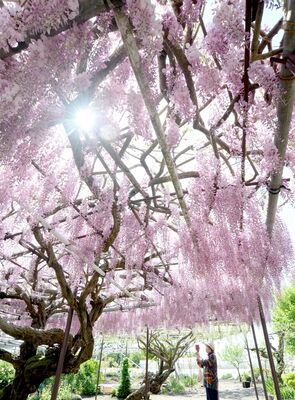 見頃を迎えたフジ（超広角レンズ使用）