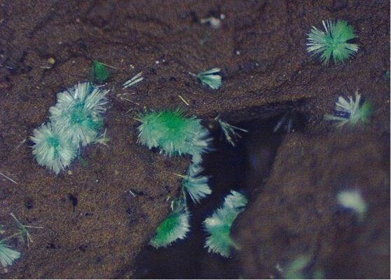 小原さんが発見したネオジムアガード石（写真の幅は1.3ミリに相当）