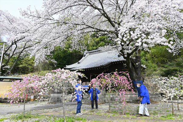 見頃を迎えた白鬚神社のハナモモと桜