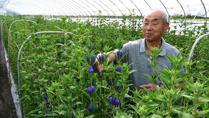 ハウスで栽培される「日光みやび」と福田会長