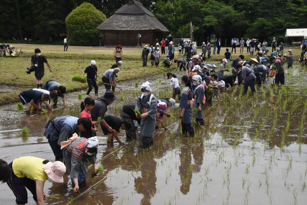 報徳田で田植えを体験する子どもたち