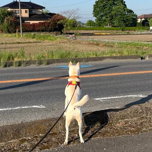 下野市本吉田、60代女性は４日、自宅近くで犬の散歩中にニホンカモシカとみられる動物を目撃した
