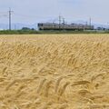 JR両毛線沿い、輝く黄金色の実り　小山で二条大麦の収穫本格化