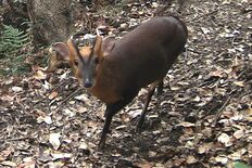 栃木県に迫る？　特定外来生物キョン　“人が苦しむような”不気味な鳴き声…