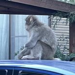 宇都宮市内さまよう野生のサル　左手がない？保護はできるのか？　住宅街で…