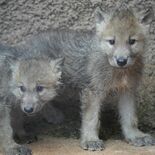「希少な白いオオカミ」の赤ちゃん２頭が誕生　那須どうぶつ王国で国内初