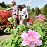 大田原の「富士山」に彩り　ボタンやツツジ見頃　あでやかに咲く大輪「楽し…