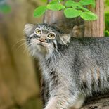 那須どうぶつ王国、新たなマヌルネコを11日から公開　雌の「アブリコース…