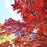 古木のモミジ、真っ赤に 宇都宮の羽黒山で紅葉見頃
