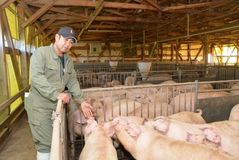 ＜125＞人気のブランド豚肉「とちぎゆめポーク」　細やかな飼育環境で育つ　生産流通履歴で「安心・安全」