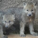 「希少な白いオオカミ」の赤ちゃん２頭が誕生　那須どうぶつ王国で国内初