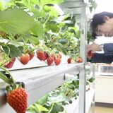 那須烏山に「いちごの学校」が開校　あすから摘み取り体験を開始