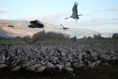 旅先はツルのひと声