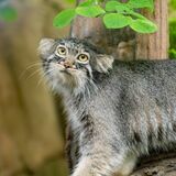 那須どうぶつ王国、新たなマヌルネコを11日から公開　雌の「アブリコース」　ボル亡き後、ナゴムと２匹に